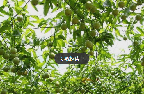 百香果施肥 百香果施肥