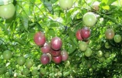 百香果种植：百香果高产栽培技术要点