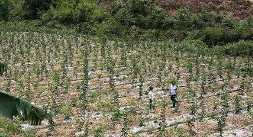 百香果秋种注意事项 百香果秋种注意事项