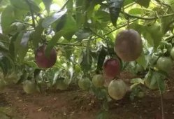 百香果种植：如何防治百香果长出畸形
