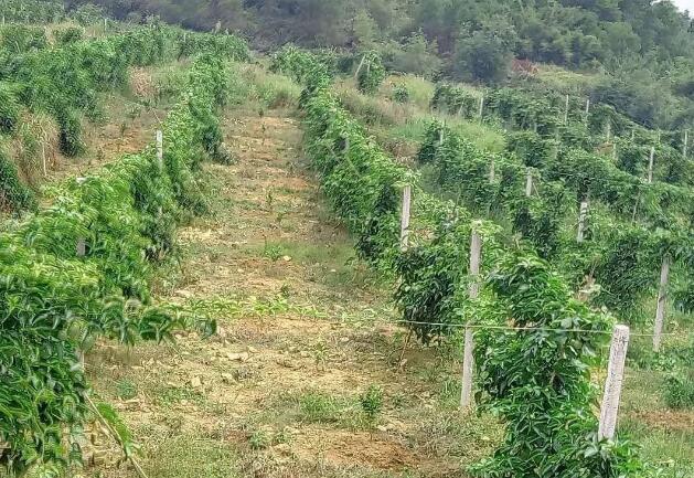 百香果篱笆式棚架种植有哪些优缺点 百香果篱笆式棚架种植有哪些优缺点