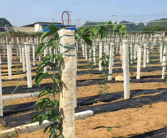 利用水泥柱子搭百香果棚架的方法 利用水泥柱子搭百香果棚架的方法
