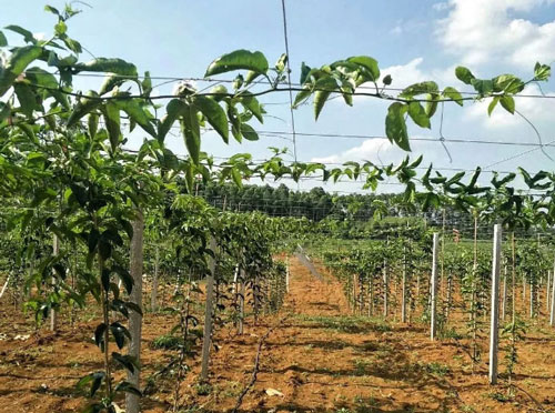 利用水泥柱子搭百香果棚架的方法 利用水泥柱子搭百香果棚架的方法