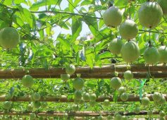 如何减少百香果种植的风险？