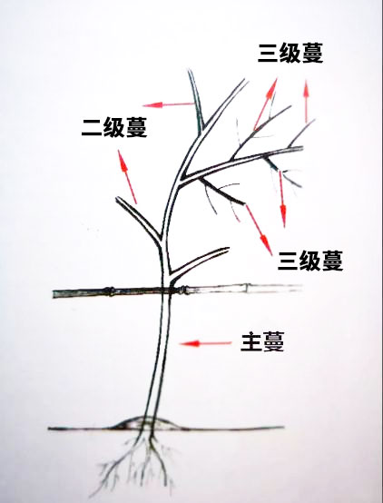 百香果的主蔓、一级蔓、二级蔓和三级蔓 百香果的主蔓、一级蔓、二级蔓和三级蔓