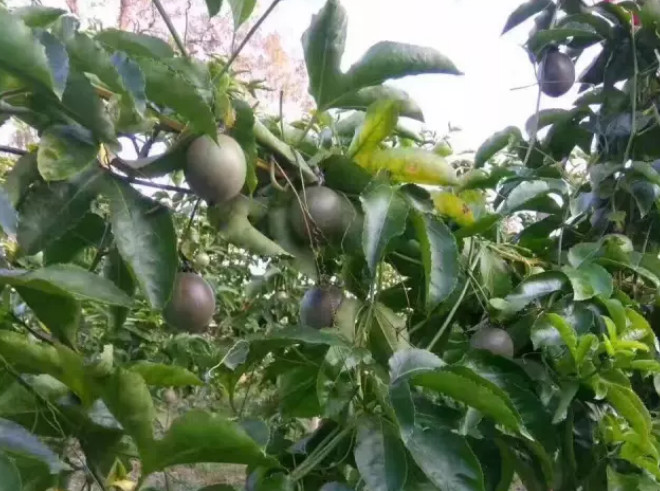 新手如何才能种好百香果 新手如何才能种好百香果