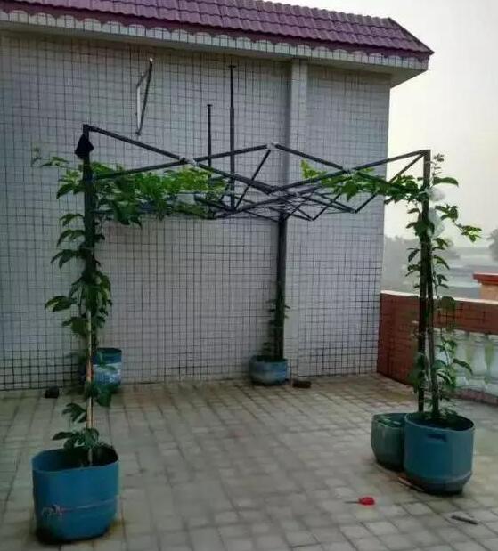 百香果阳台种植