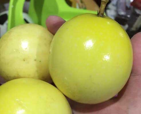荔枝味黄金百香果 荔枝味黄金百香果
