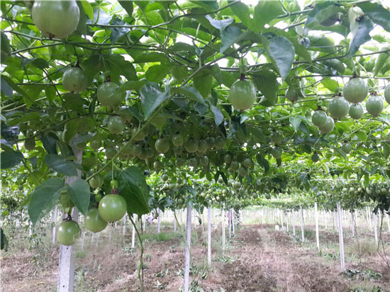 百香果种植条件及地区有哪些 百香果种植条件及地区有哪些
