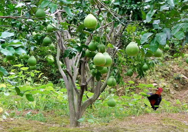 施什么肥对柚子树最有利