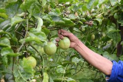 百香果种植方法和技术