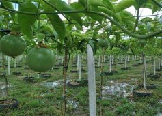 百香果种植方法和管理