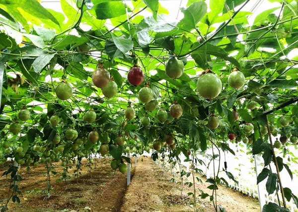 百香果品牌力量攻略:从种植到销售的全流程解析