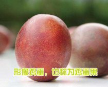 鸡蛋果、西番莲和百香果有什么区别？