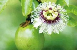 百香果种植多久才能开花结果？