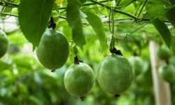 百香果种植条件介绍
