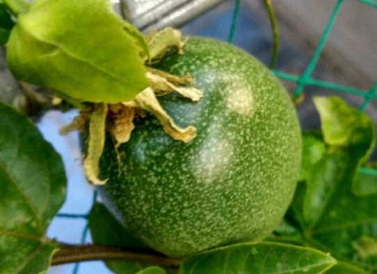 百香果在北方能种植吗 百香果在北方能种植吗