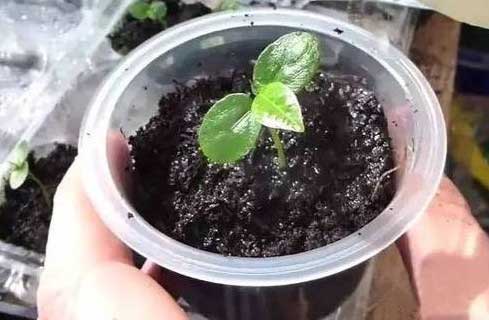 百香果盆栽方法 百香果盆栽方法