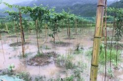 百香果种植要点：雨季如何管理？