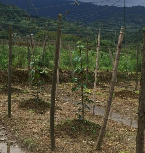百香果雨季种植要点 百香果雨季种植要点