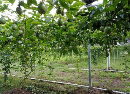 百香果雨季种植要点 百香果雨季种植要点