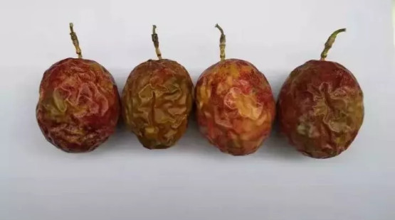 百香果是如何存放的 百香果是如何存放的