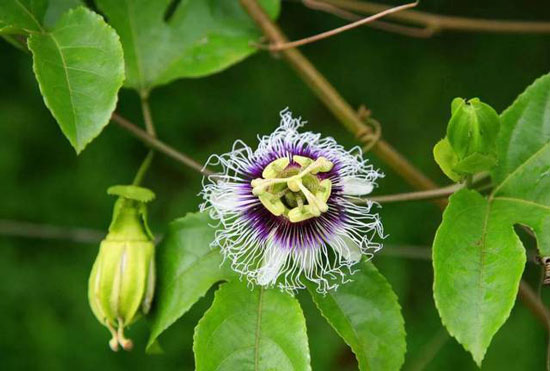 百香果的花期 百香果的花期