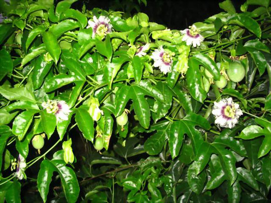 百香果的花期 百香果的花期