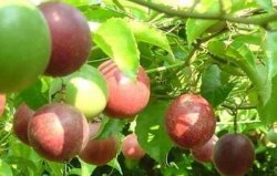 百香果种植：秋季需要防治哪些病毒侵害？