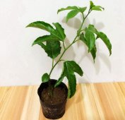 百香果的籽除了能吃以外还能做什么呢