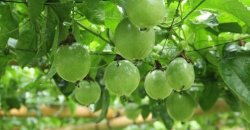 百香果亩产怎么样?其种植经济效益如何？