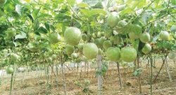 紫香1号百香果的种植技术介绍