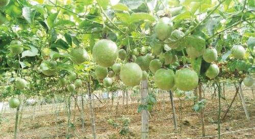 紫香1号百香果的种植技术介绍 紫香1号百香果的种植技术介绍