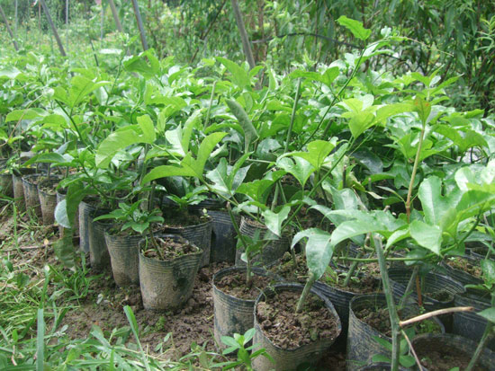 紫香1号百香果的种植技术介绍 紫香1号百香果的种植技术介绍