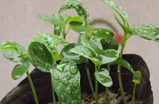 百香果果苗培育 百香果果苗培育