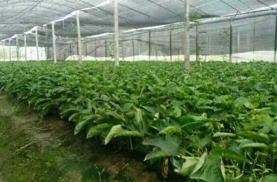 百香果苗木选择 百香果苗木选择
