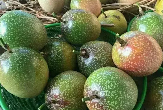 百香果保存 百香果保存