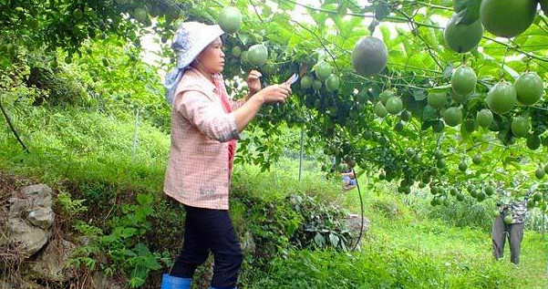 百香果种植多久就要开始修剪枝叶了 百香果种植多久就要开始修剪枝叶了