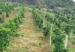 百香果篱笆式棚架种植有哪些优缺点？