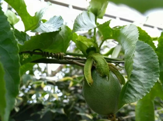 百香果种植施氮肥过多会有什么影响呢 百香果种植施氮肥过多会有什么影响呢