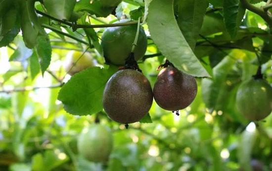 百香果种植中补充磷肥的正确方法 百香果种植中补充磷肥的正确方法