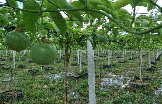 百香果种植中补充磷肥的正确方法 百香果种植中补充磷肥的正确方法