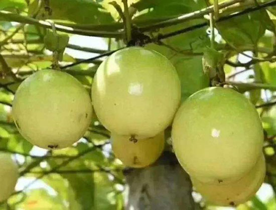 黄金百香果种植事项 黄金百香果种植事项