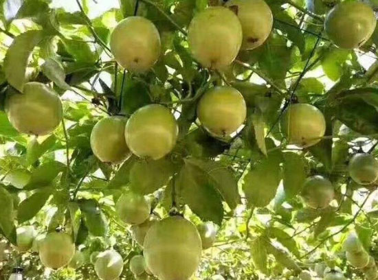 黄金百香果种植事项 黄金百香果种植事项