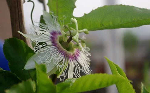 百香果开花不结果 百香果开花不结果