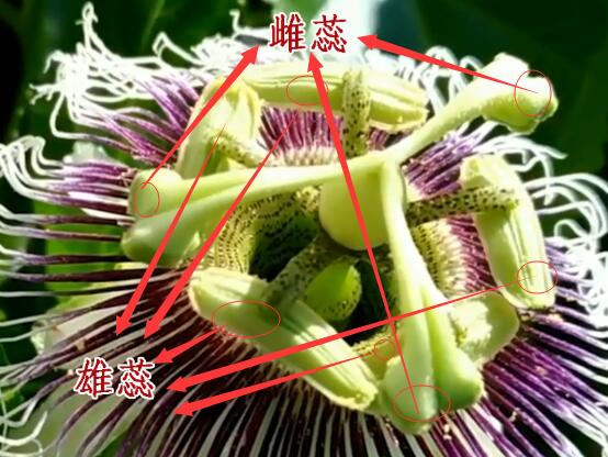 百香果花蕊结构