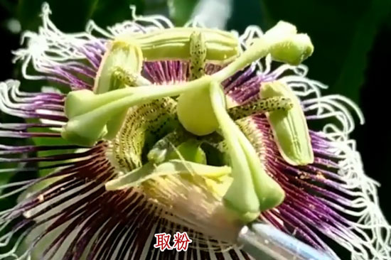 百香果人工授粉 百香果人工授粉