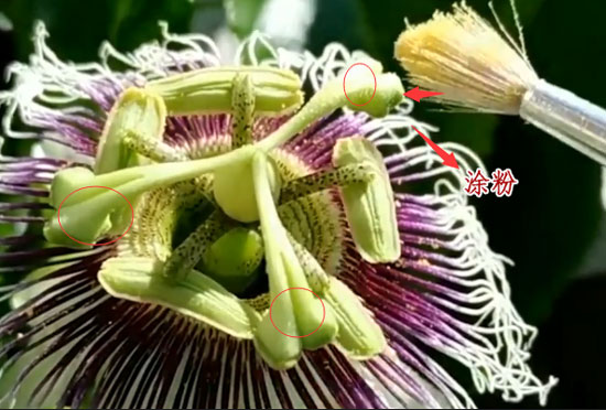 百香果人工授粉 百香果人工授粉