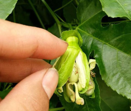 百香果人工授粉 百香果人工授粉