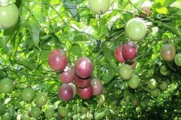 百香果种植成本和收益 百香果种植成本和收益